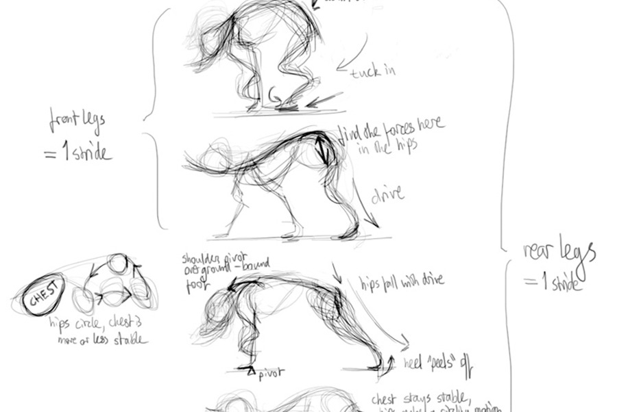 Animating Dogs: Breaking into a Gallop from Standstill