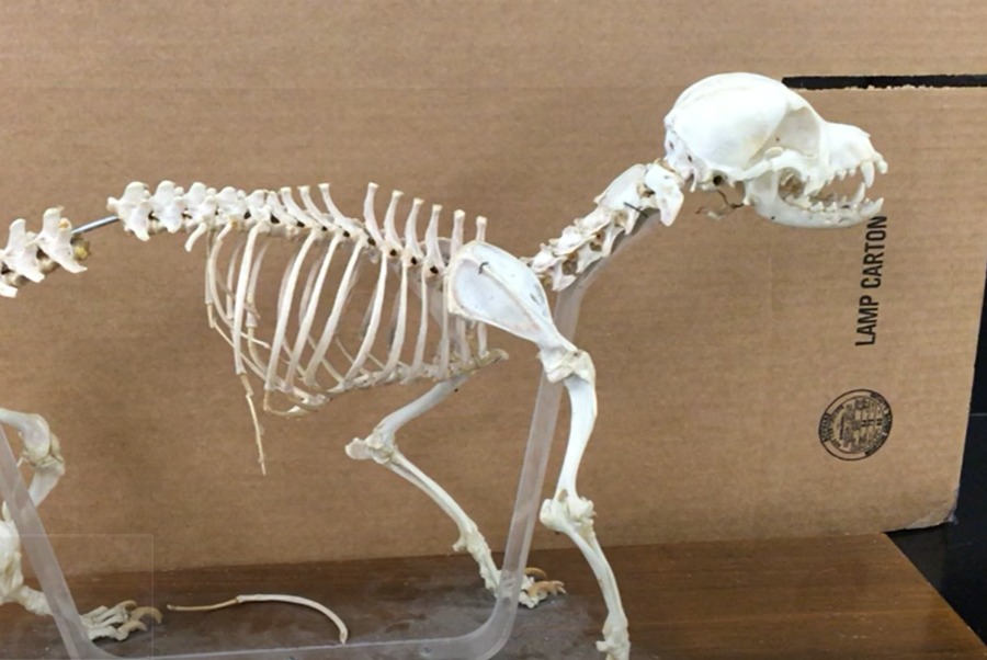 Dog skeletal anatomy