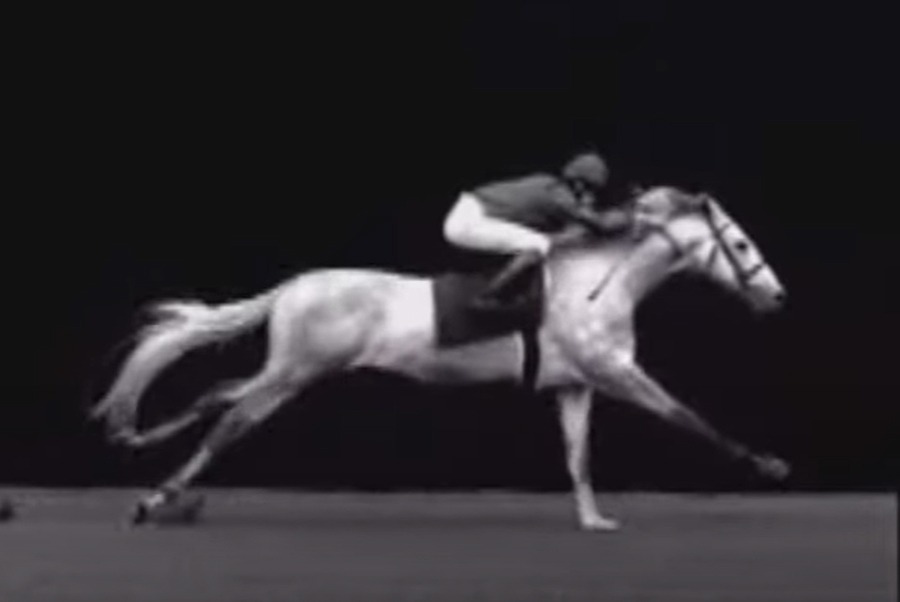 Horse slow motion (galloping on track)