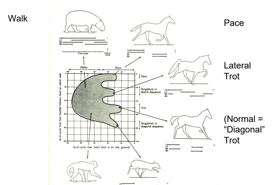 Animal Locomotion for Animators – Stuart S. Sumida